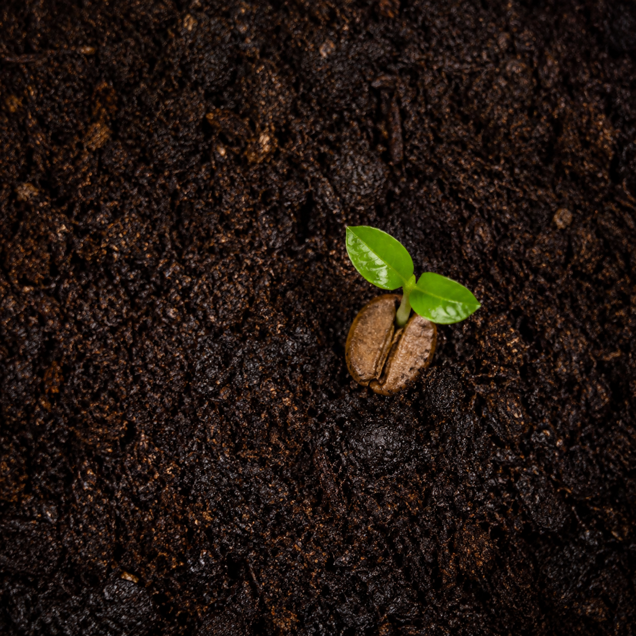 Compostable vs Biodegradable: What the Difference Means for Your Coffee